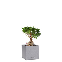 Растение Фикус бонсай Canto Stone в квадратном кашпо серого цвета и системой автополива (30 см)