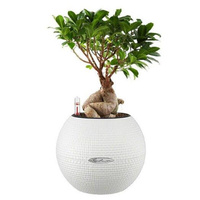 Растение Фикус бонсай Puro с круглым горшком белого цвета и системой автополива (30 см)