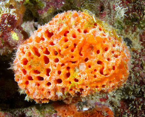 Губка морская ярко оранжевая, L/Hymeniacidon sponges (Bright Orange)