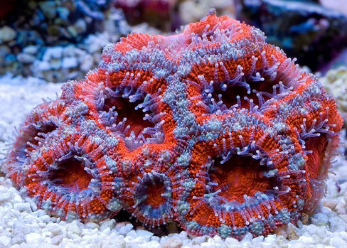 Акантастрея, S /Acanthastrea lordhowensis