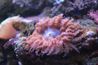 Актиния песчаная, М /Actinia eyuina (Sand Anemone Orange)