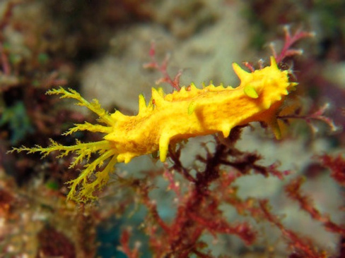 Голотурия кукумария желтая, M/Colochirus robustus