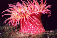 Книдария, M /PHYLUM CNIDARIA