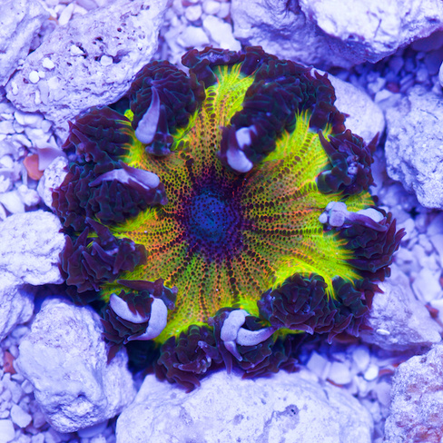 Анемон цветочный Фимантус ультра M/Phymanthus Crucifer Ultra Flower Anemone