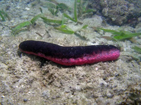 Голотурия черно-красная, M/Holothuria edulis (Red black back cucumber)