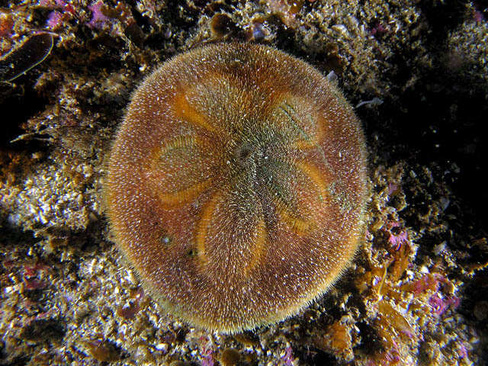 Еж морской Песчаный доллар, М /Clypeaster Australasiae Sand Dollar Starfish