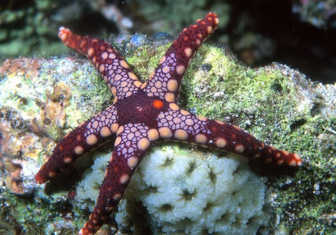 Звезда морская линкия двухцветная, M/Linckia sp. (Bicolor star fish)