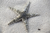 Звезда морская песочная, S/Archaster typicus