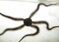 Офиура черная, М /Ophiocoma echinata (black) (2-5см)