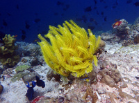 Перо морское желтое, M /Oxycomanthus bennetti (Yellow)