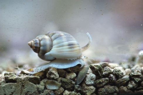 Улитка насариус, L /Nassarius Snail (от 5 см)