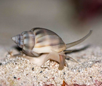 Улитка насариус, M /Nassarius Snail M