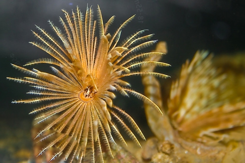 Червь перистый, L /Sabellastarte spectabilis