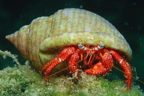 Рак-отшельник краснолапый sp., М /Calcinus sp.