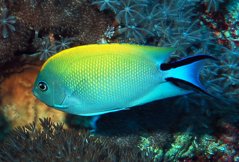 Ангел лирохвостый Меланоспилус самка, M /Genicanthus melanospilus xf 7-9см