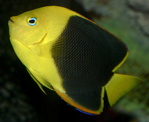 Ангел-изабелита трёхцветный, S /Holacanthus tricolor (до 10см) США