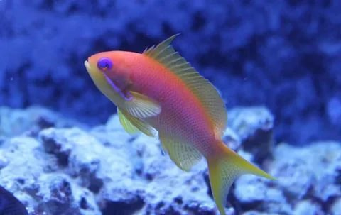 Антиас краснощекий (самка), М /Pseudanthias hutchi (f) (от 5см до 10см)