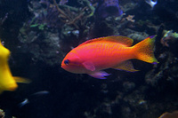 Антиас двупятнистый (самка), M /Pseudanthias bimaculatus (female)