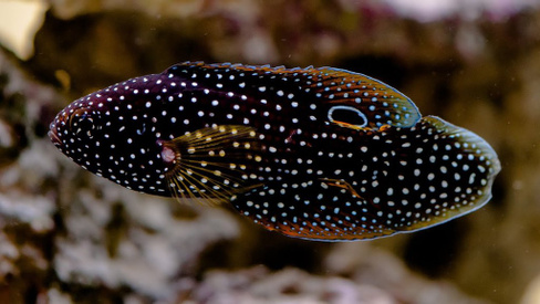 Каллоплезиопс-комета, M /L/Calloplesiops Altivelus (10-12см)