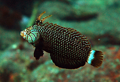 Губан-дракон (взрослый), M /Novaculichthys taeniourus (a) (до 9см)