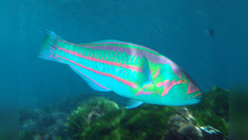 Талассома пурпурная, M /Thalassoma purpureum