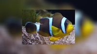 Амфиприон Маврикийский оранжево-желтый, M/Amphiprion Chrysogaster