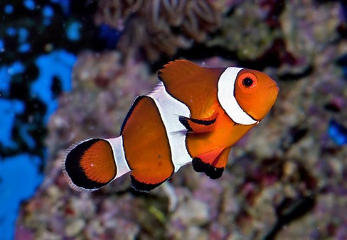 Клоун трехленточный разводной, M /Amphiprion ocellaris ( 3-4 см)