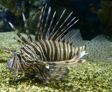 Крылатка-дьявол чернополосая, L /Pterois volitans (от 10 до 13см)