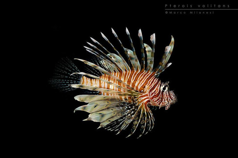 Крылатка-дьявол чернополосая, XL /Pterois volitans (14-17см)