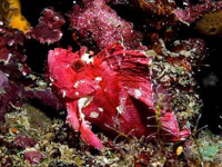 Рыба-лист морская красная, M/Taenianotus triacanthus (Red)