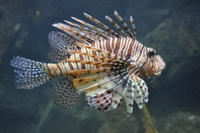 Крылатка-дьявол чернополосая, M /Pterois volitans ( от 9 до 10см)