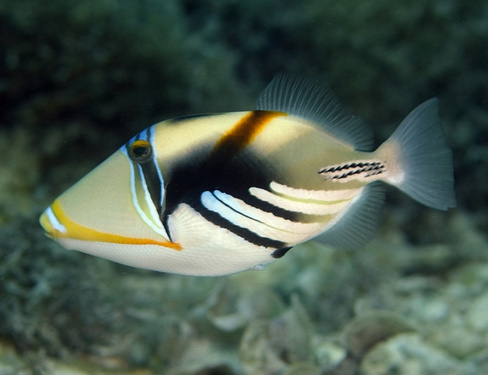 Спинорог-Пикассо колючий, M /Rhinecanthus aculeatus (4-7 см)