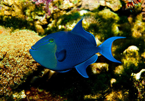 Спинорог черный, M /Odonus niger (6-7см)