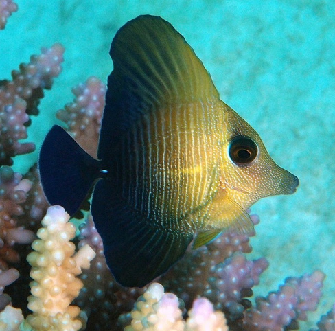 Зебрасома коричневая, S /Zebrasoma scopas (3-4см)