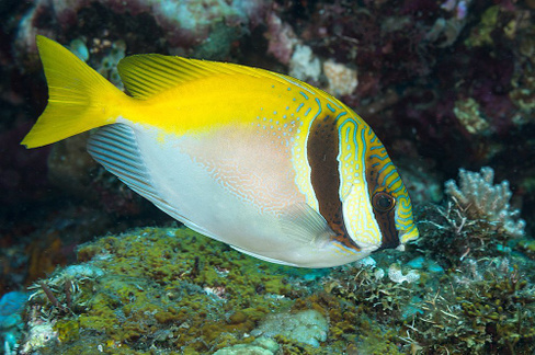 Сиган золотой полосатый, M /Siganus Lineatus (7-9 см)