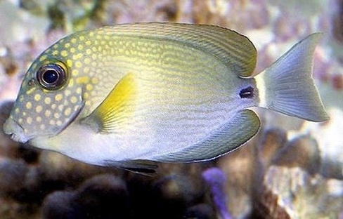 Хирург белопятнистый, M/Acanthurus maculiceps ( до 7 см)