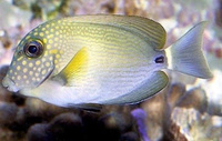 Хирург белопятнистый, M/Acanthurus maculiceps ( до 7 см)