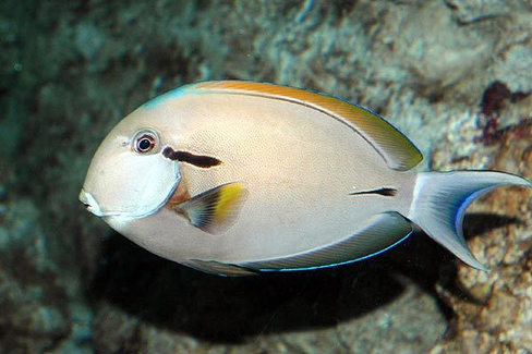 Хирург линейноглазый чернохвостый, М /Acanthurus nigricaudus (до 11см)