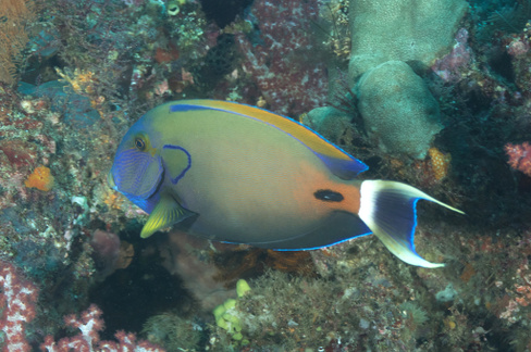 Хирург-подкова, M /Acanthurus fowleri (7-9 см)