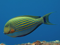 Хирург-пижама, S /Acanthurus lineatus ( 4-5см)