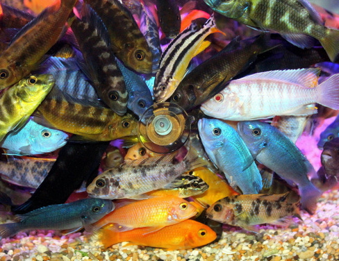Ассорти малавийских цихлид (разноцветные) 5-6см