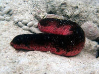 Огурец морской чёрно-красный M
