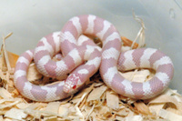 Королевская змея обыкновенная калифорнийская "Striped Albino" S