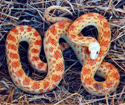 Сосновая змея сонорская "Albino" S