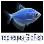 Тернеция голубая glofish 3 см