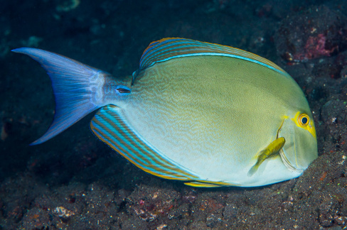 Хирург пурпурный, M /Acanthurus xanthopterus (от 8 см до 11 см)