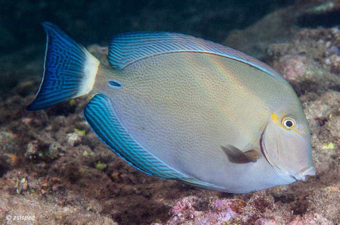 Хирург кольцехвостый, M /Acanthurus blochii (7-8см)