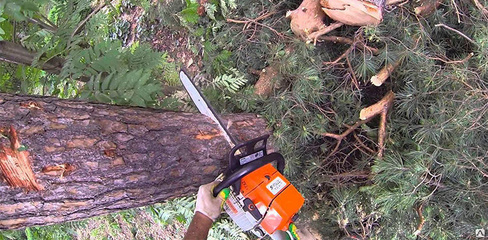 Спиливание дерева без завешивания d ствола до 20 см