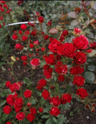Роза почвопокровная Скарлет 1 шт